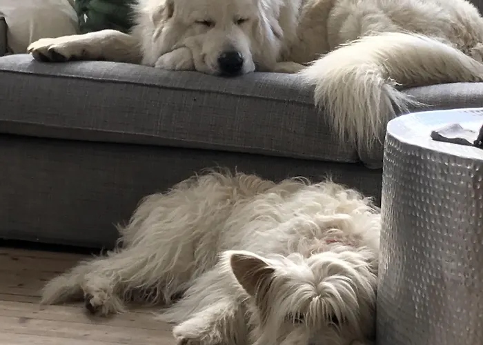 Peler 马尔切西内